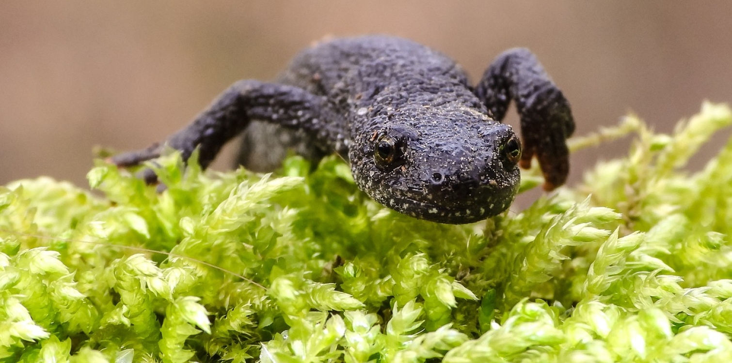 Italian crested newt