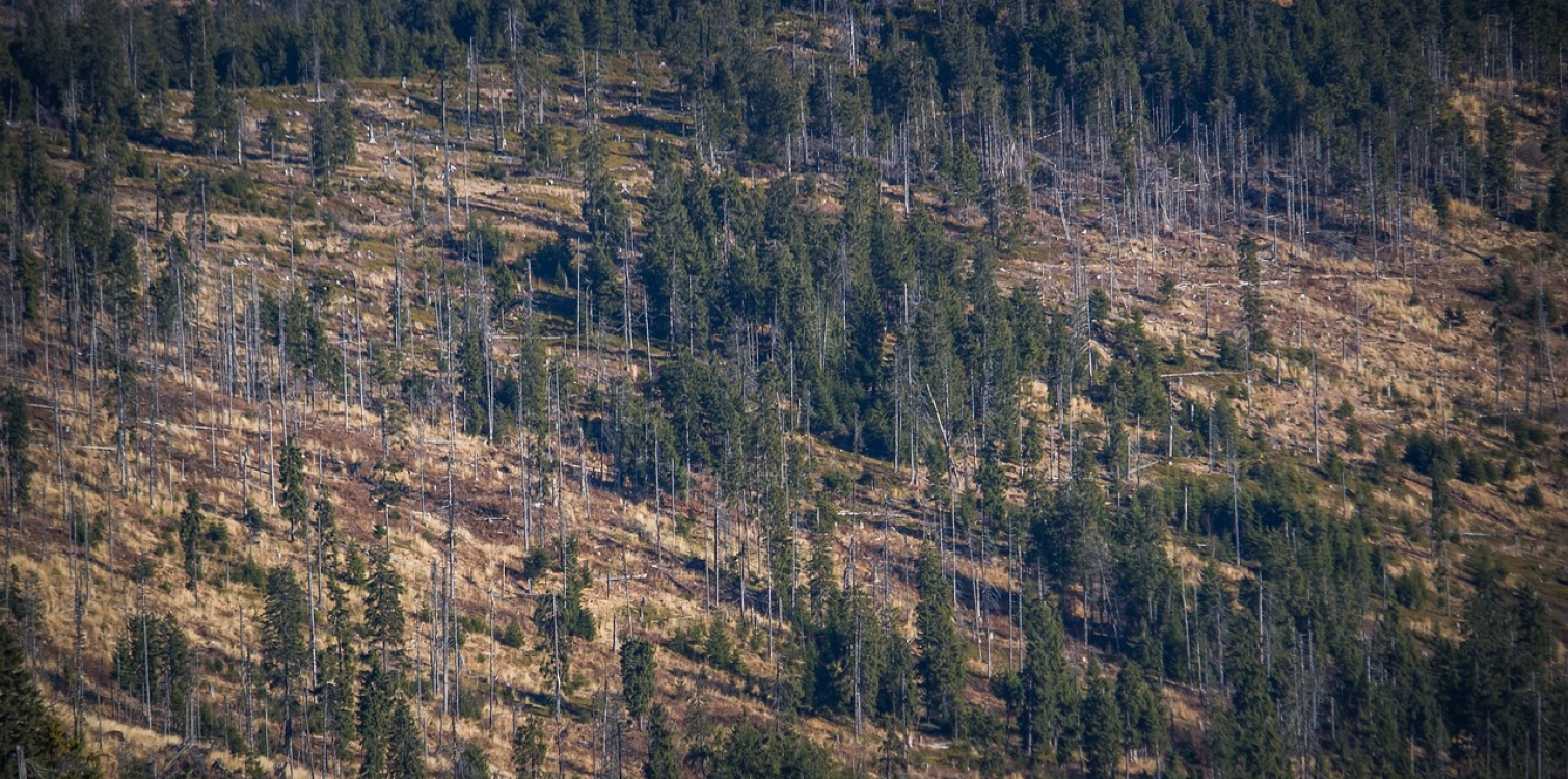 Fragmentacija habitatov