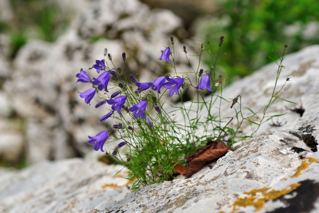 Campanula justiniana (Slovenian endemic)
