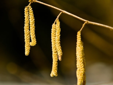 Decorative element