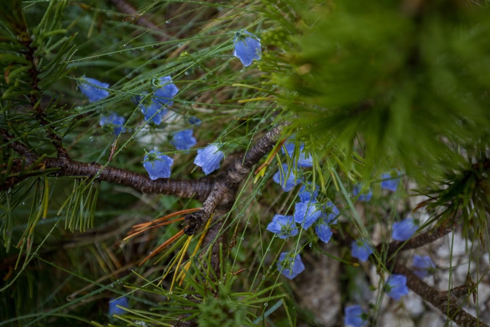Decorative element