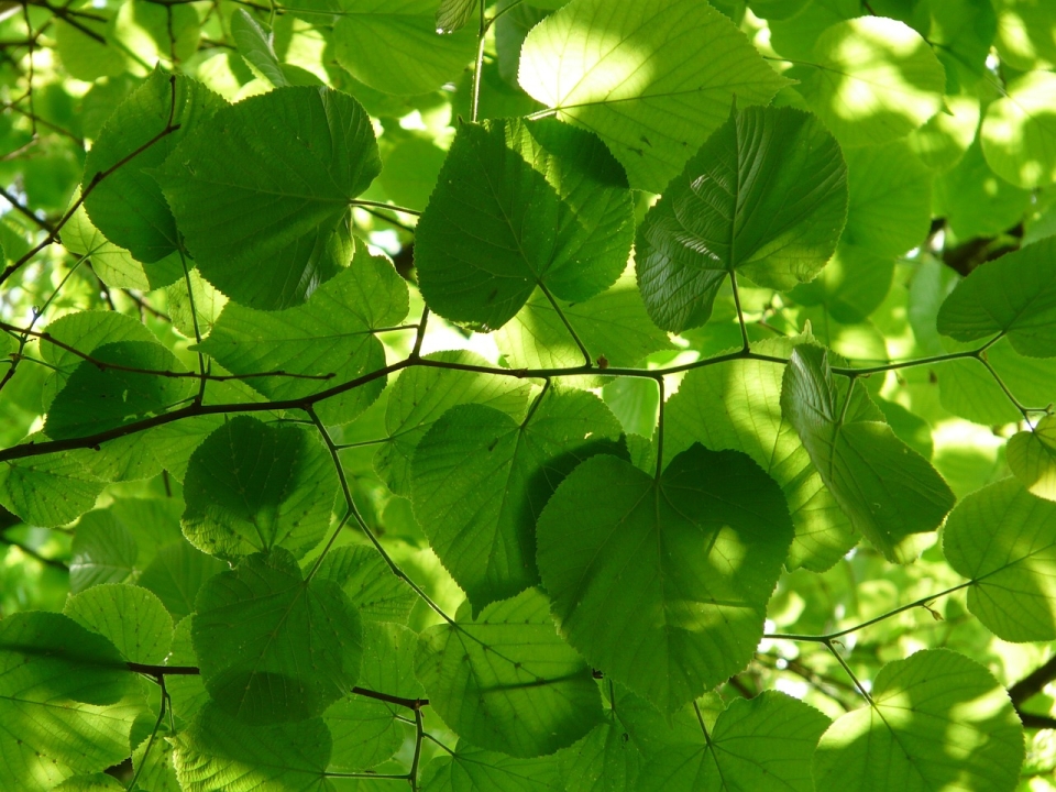 Decorative element