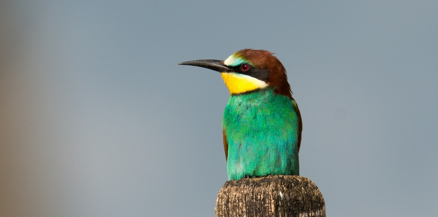 European bee-eater