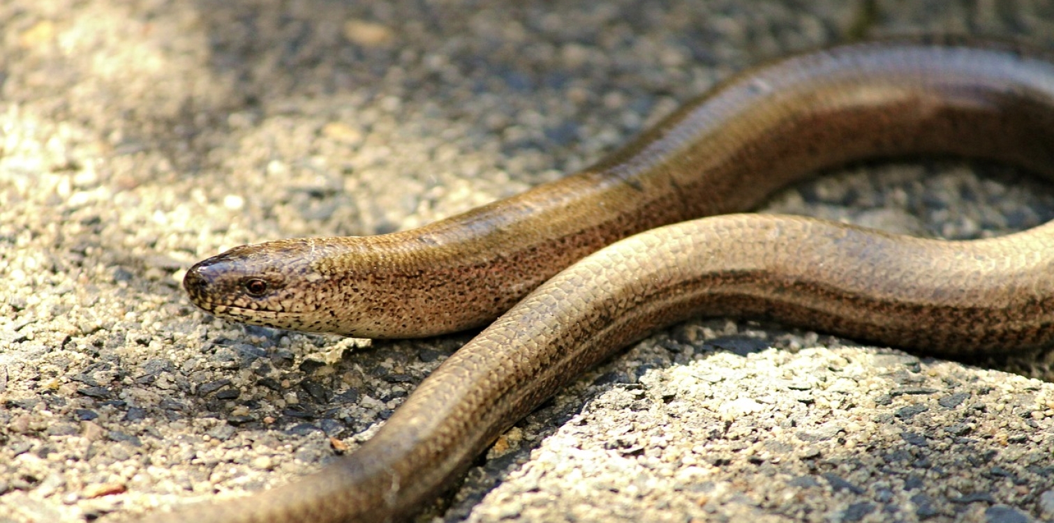 Slow worm