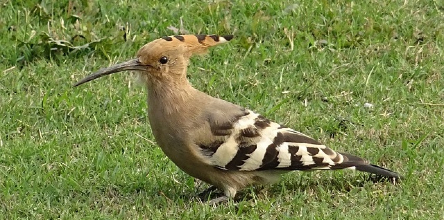 Eurasian hoopoe