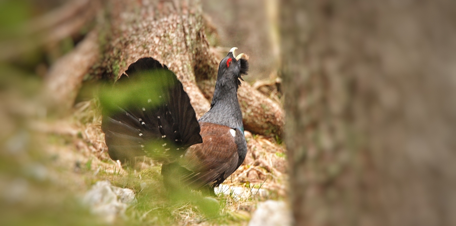 Western capercaillie