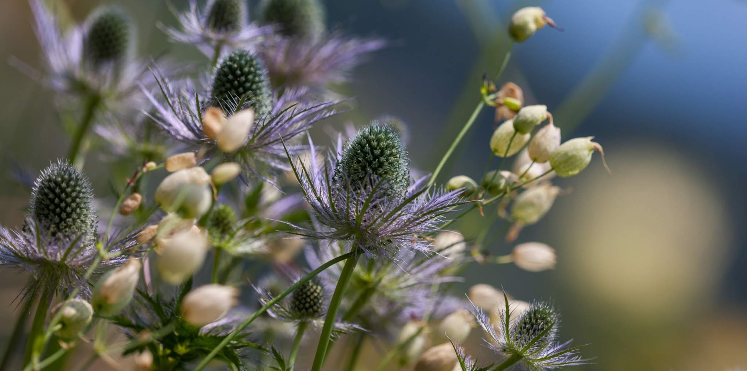 Alpine sea holly