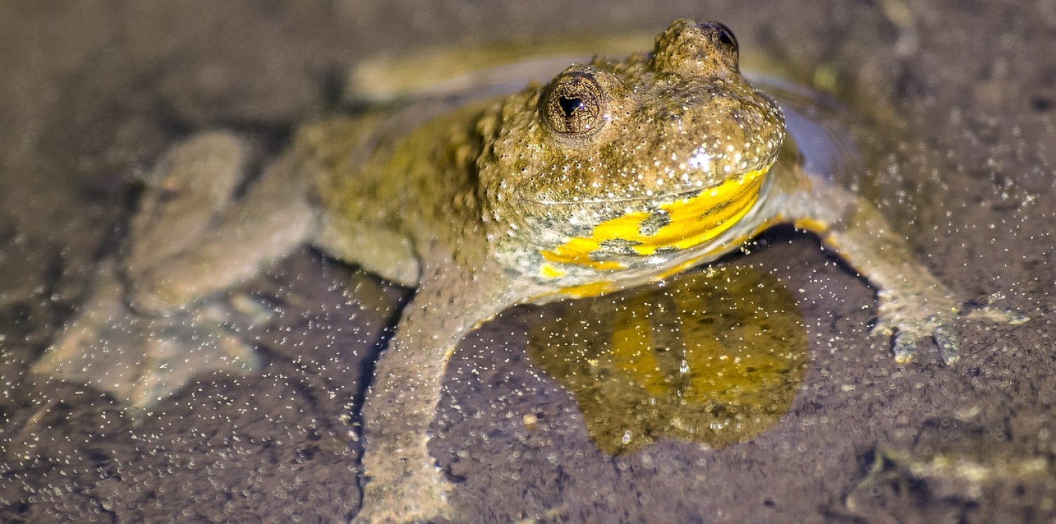 Yellow-bellied toad