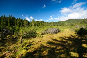 Zloženka Pokljuka in šotna barja 