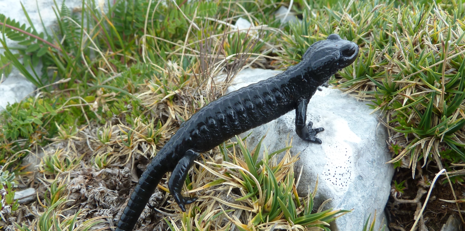 Alpine salamander