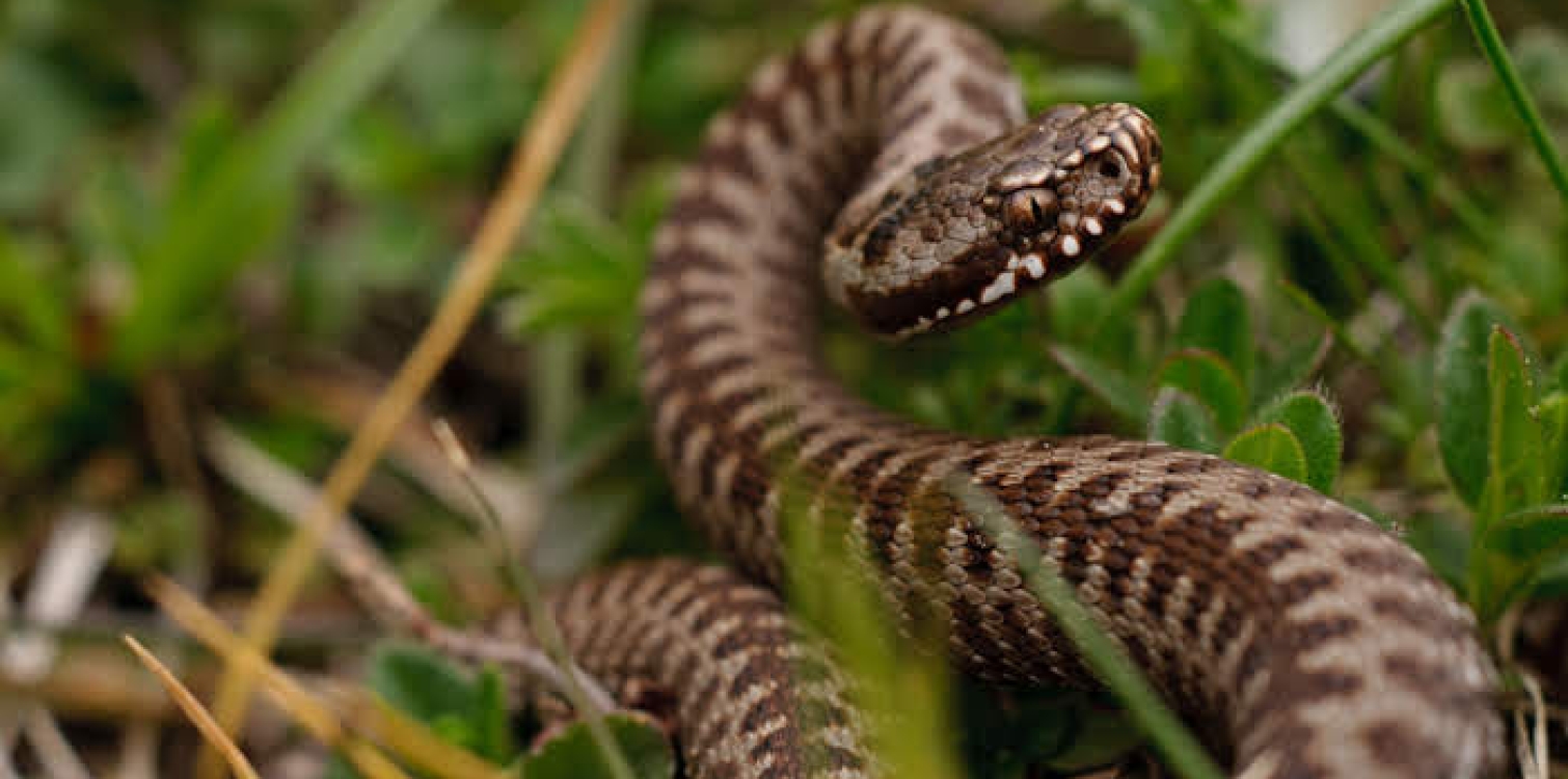 Common European adder