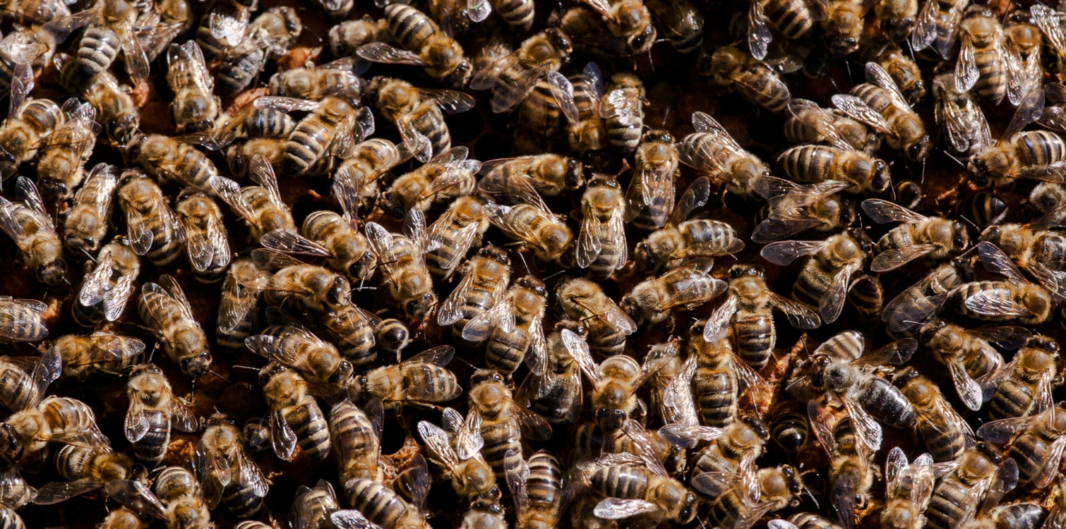 Čebele prinašalke življenja