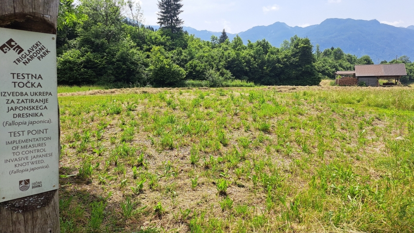 Uspešno zatiranje invazivnega japonskega dresnika v Bohinju