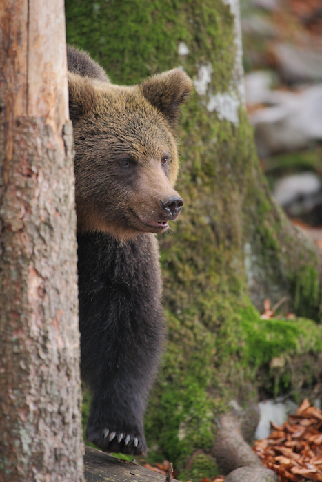 The brown bear is hiding behind a small tree; its head and one paw are visible. Its fur is a rich brown color, and its snout is slightly open. In the background, there is a tree covered with moss.