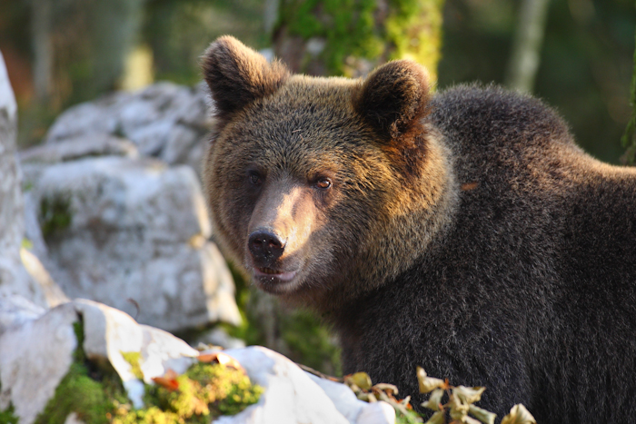 A brown bear stands beside a rock, with only its head and a small part of its body visible. It has thick dark brown fur, and its mouth is slightly open. In the background, there are more rocks and a few trees.