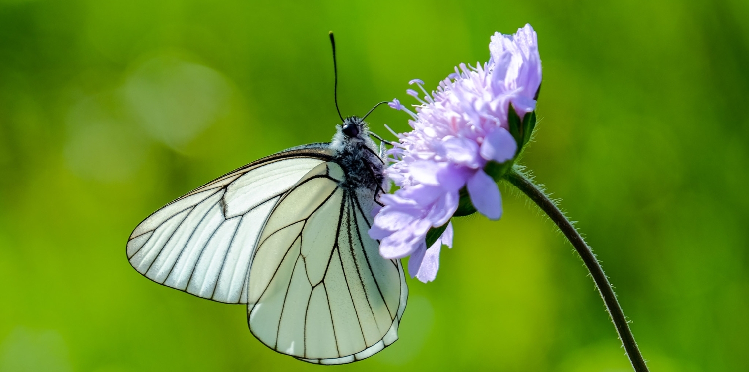 Where do insects go in winter?