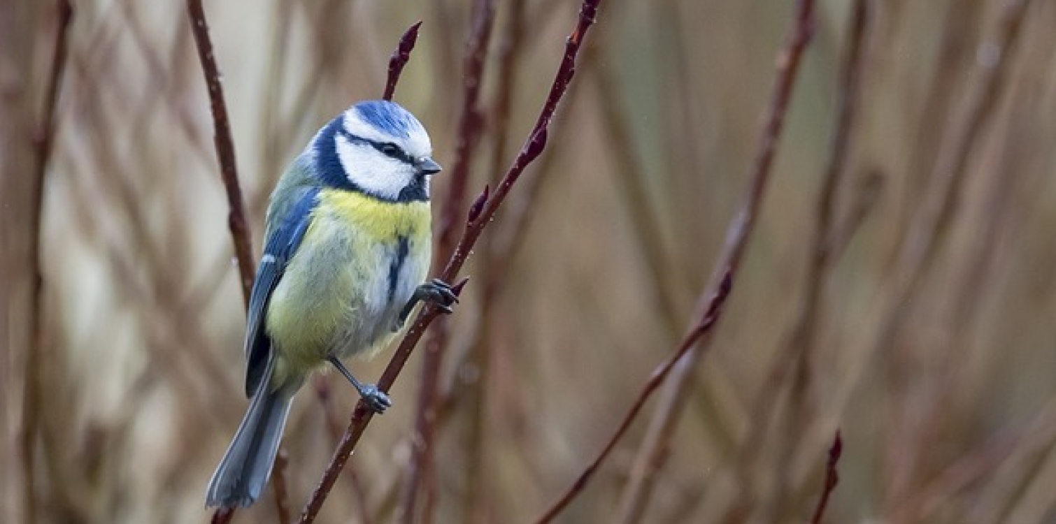 Eurasian blue tit