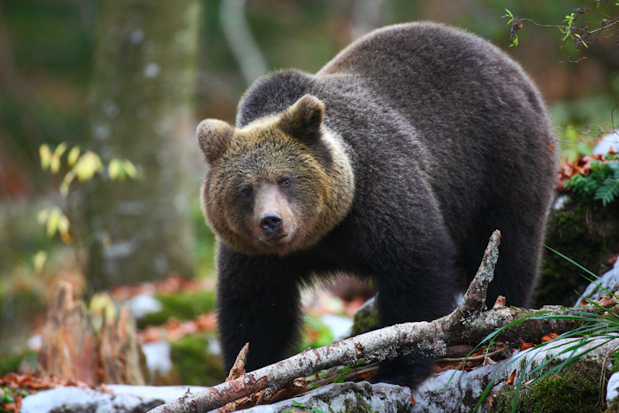 A brown bear is walking through the forest. Its fur is dark brown, only slightly lighter on its head. It is facing the photographer. The forest is visible in the background.