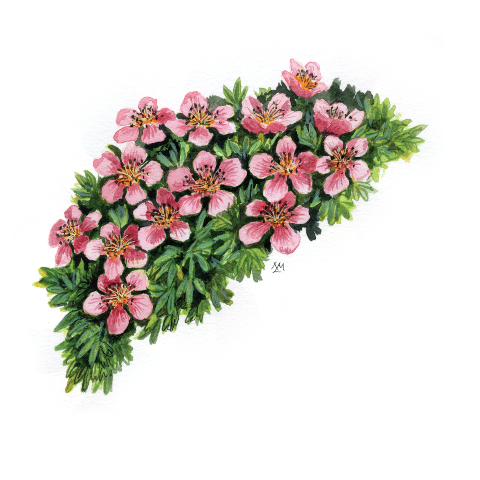 Decorative element
