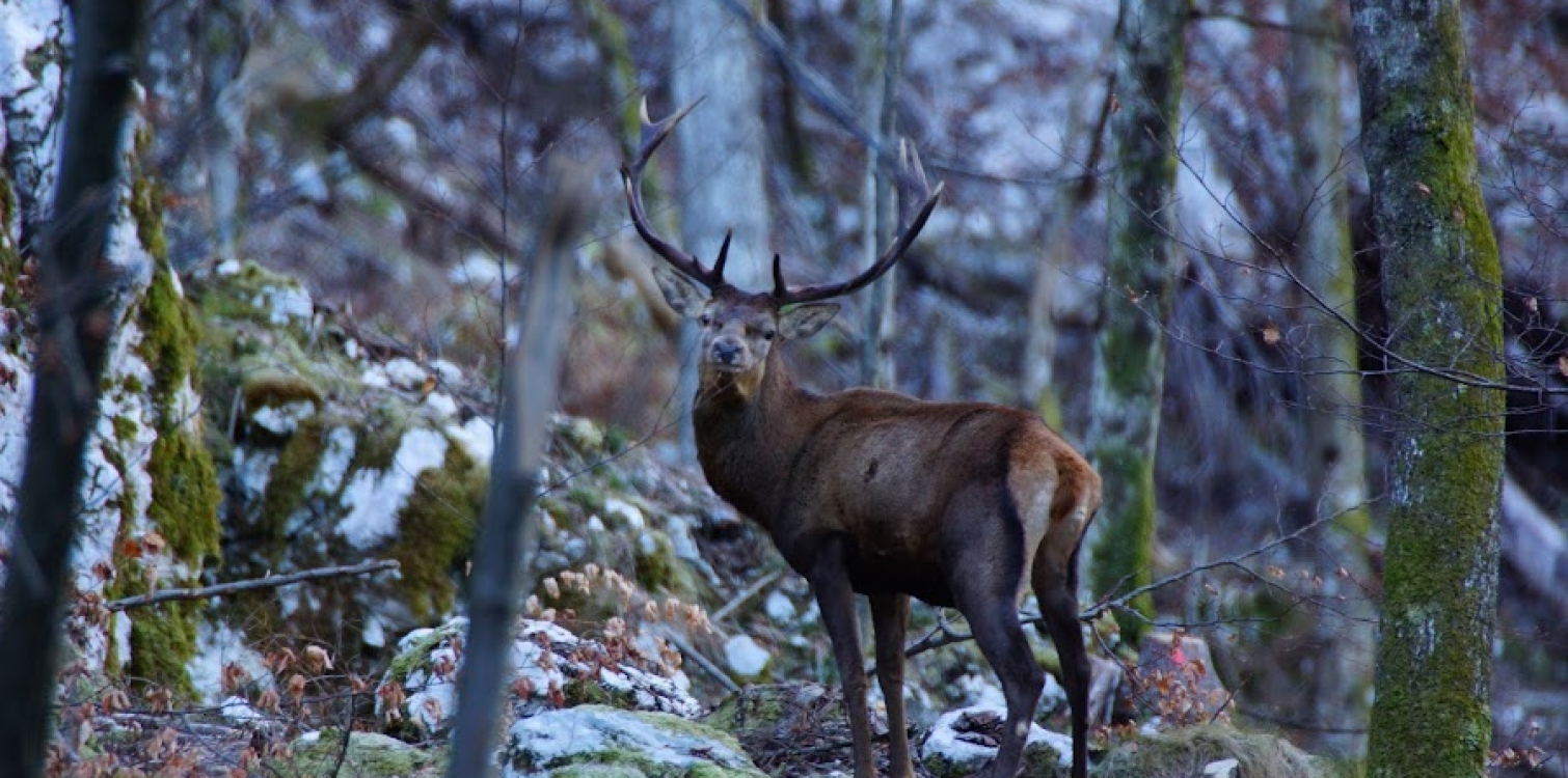 Red deer