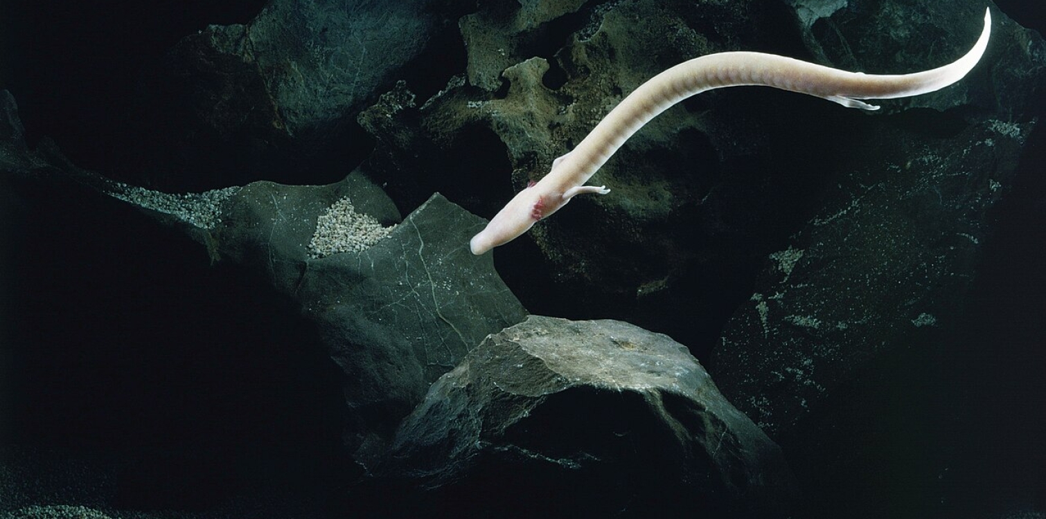 Olm