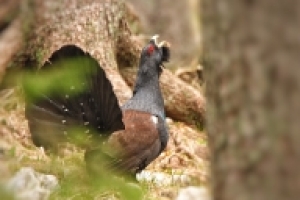 Kako rastline in živali spreminjajo površino planeta- video 