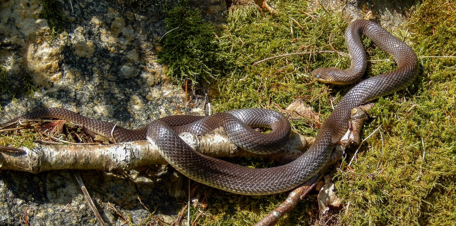 Aesculapian snake