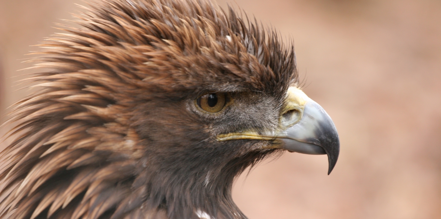 Golden eagle