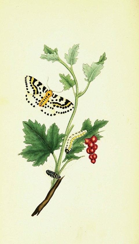 Decorative element