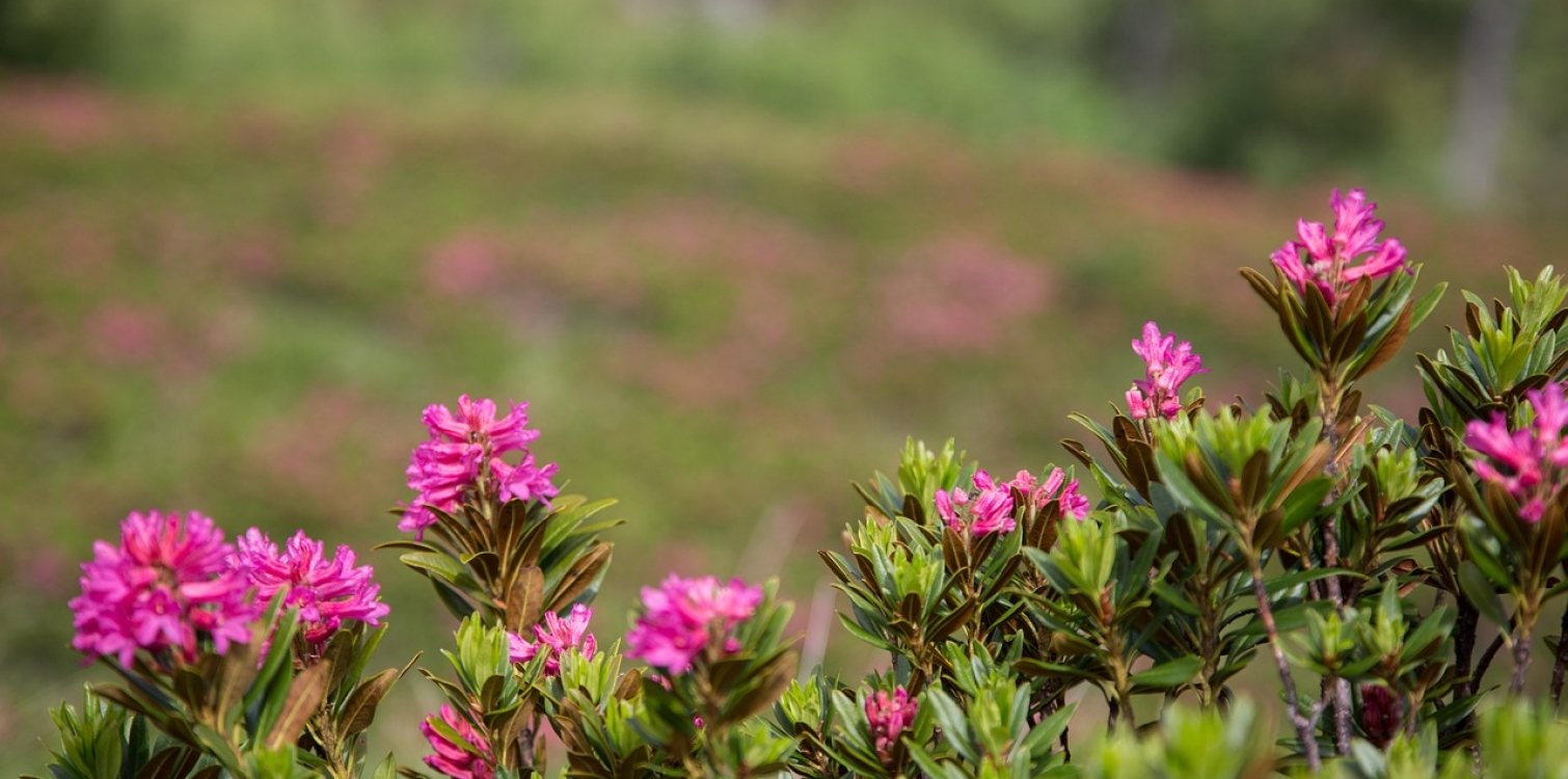 Hairy alpenrose