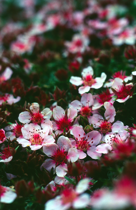 A cluster of Triglav flowers is growing on a green meadow. The flowers are light pink with pink stamens in the center. In the blurred background, more Triglav flowers can be seen scattered across the meadow.