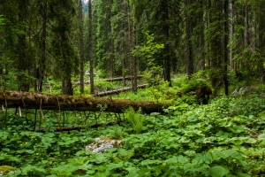 Življenjski prostori v Triglavskem narodnem parku IZBRIS