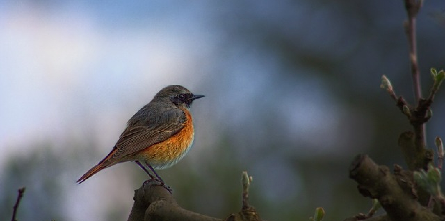 Common redstart 